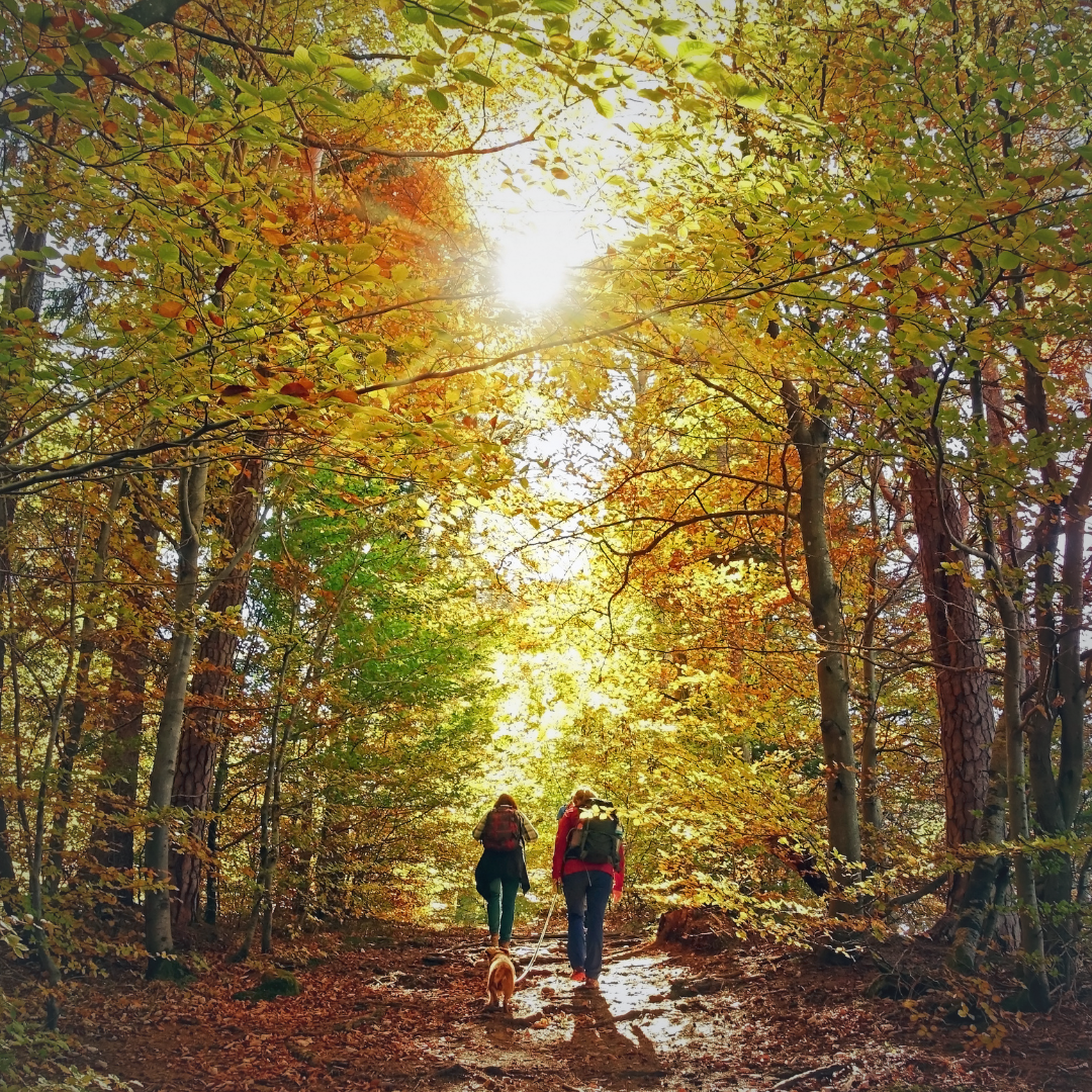 Two people walking their dog along a sunlit forest trail surrounded by golden autumn leaves, symbolizing reflection and preparation for the year ahead.